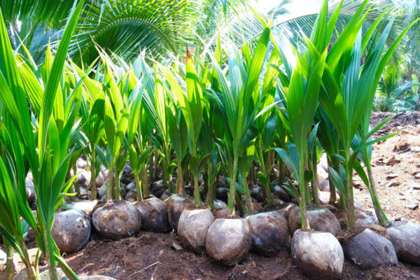 இலங்கைத் தென்னங்கன்றுகள் மாலைதீவுக்கு ஏற்றுமதி | Export Of Sri Lankan Coconut Saplings To Maldives