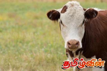 வெட்டப்பட்ட பசுவொன்றின் பாகங்களை வீதியில் வீசிவிட்டு தப்பிச்சென்ற குழு