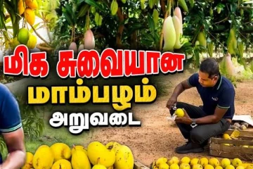 Video:கண்கவர் நிறத்தில் மாம்பழ அறுவடையை ஆரம்பித்த றீ(ச்)ஷா
