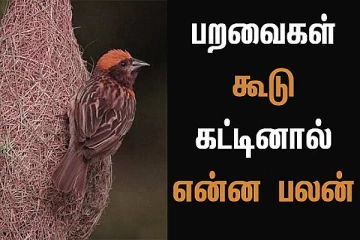 வீட்டில் புறாக்கள் கூடு கட்டினால் என்ன நன்மையா? தீமையா?