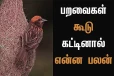 வீட்டில் புறாக்கள் கூடு கட்டினால் என்ன நன்மையா? தீமையா?