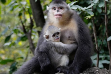 மாத்தளையில் குரங்காக மாறிய விவசாயிகள்!