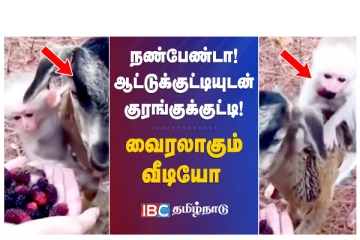 நண்பேண்டா... ஆட்டுக்குட்டியுடன் குரங்குக்குட்டி! வைரலாகும் வீடியோ