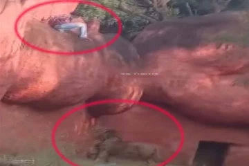 சிங்கத்திற்கு இரையாக இருந்த இளைஞர்: நொடிப்பொழுதில் தப்பித்தது எப்படி?