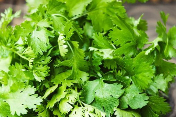 பச்சை கொத்தமல்லியை நீரிழிவு நோயாளிகள் பச்சையாக சாப்பிட்டால் என்ன நடக்கும்! தினமும் சாப்பிடலாமா? | Omg Plenty Great Use In Green Coriander