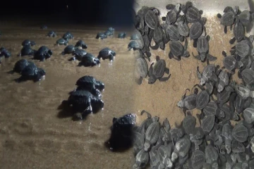 சுற்றுலாப் பயணிகளால் கடலில் விடப்பட்ட 172 ஆமைக் குஞ்சுகள்