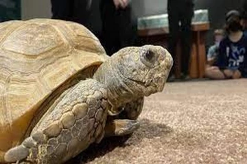 கனடாவில் 100வது பிறந்த நாளைக் கொண்டாடிய ஆமை