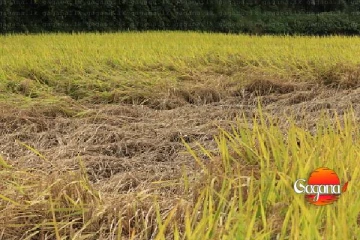 වගා හානි වලට කෝටි 153.5ක් ගෙවා අවසන් ගොවි­ජන සංව­ර්ධන දෙපා­ර්ත­මේ­න්තුව කියයි