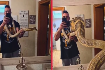 viral video: தன்னை தானே கண்ணாடியில் பார்த்த ராஜ நாகம்... இறுதியில் என்ன நடந்தது?