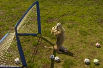 கால்பந்து வீரர்களையே மிஞ்சிடும் போலயே... கோல் போட விடாமல் அசத்தும் நாய் குட்டி!