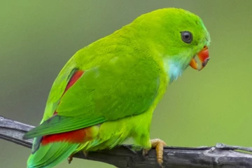 கிளிகள் பற்றிய சில பிரமிப்பூட்டும் தகவல்கள்....அவசியம் தெரிஞ்சிகோங்க மக்களே!