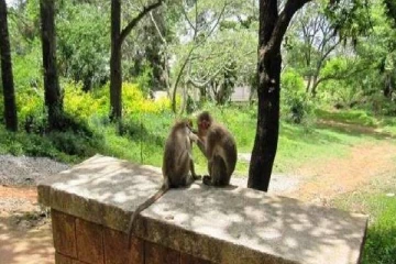 டீ கடையில் பணிபுரியும் குரங்கு செய்யும் விசேட செயல்கள்!