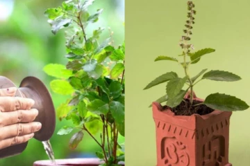 வீட்டில் ஒன்றுக்கும் மேற்பட்ட துளசி செடி வளர்க்கலாமா?