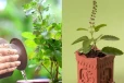 வீட்டில் ஒன்றுக்கும் மேற்பட்ட துளசி செடி வளர்க்கலாமா?