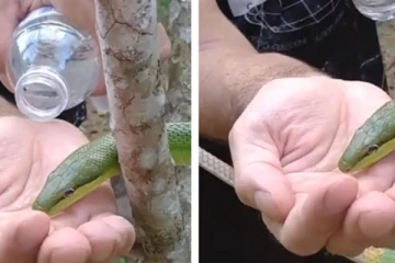 பாம்புக்கு கைகளில் தண்ணீர் கொடுத்த நபர்! நெகிழ வைக்கும் வீடியோ காட்சிகள்