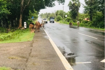 வவுனியா - செட்டிகுளம் வீதிகளில் கட்டாக்காலி கால்நடைகளால் விபத்துக்கள் அதிகரிப்பு
