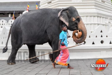 කන්න දෙද්දී මාළිගාවේ කදිරා අත්ගොව්වට ගහලා අවුරුදු 22 කොල්ලගේ ඇග ඇතුලෙන් ලේ වහනය වෙනවලු හදිසි සැත්කමක්