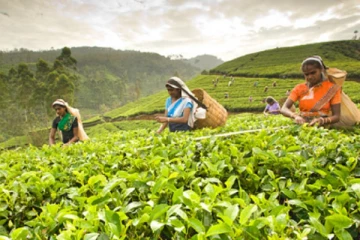 1,000 ரூபா நாளாந்த ஊதியம் வழங்கத் தவறும் முதலாளிகள் சட்ட நடவடிக்கைகளை எதிர்கொள்ள வேண்டியிருக்கும்