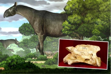 26 மில்லியன் ஆண்டுகளுக்கு முன் வாழ்ந்த மிருகத்தின் எலும்பு கண்டுபிடிப்பு! எந்த நாட்டில் தெரியுமா?