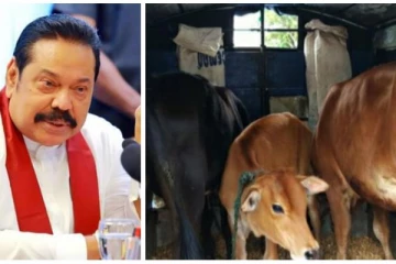 இலங்கையில் மாடுகளை அறுப்பதை தடை செய்வதற்கு அரசாங்கம் ஒப்புதல்