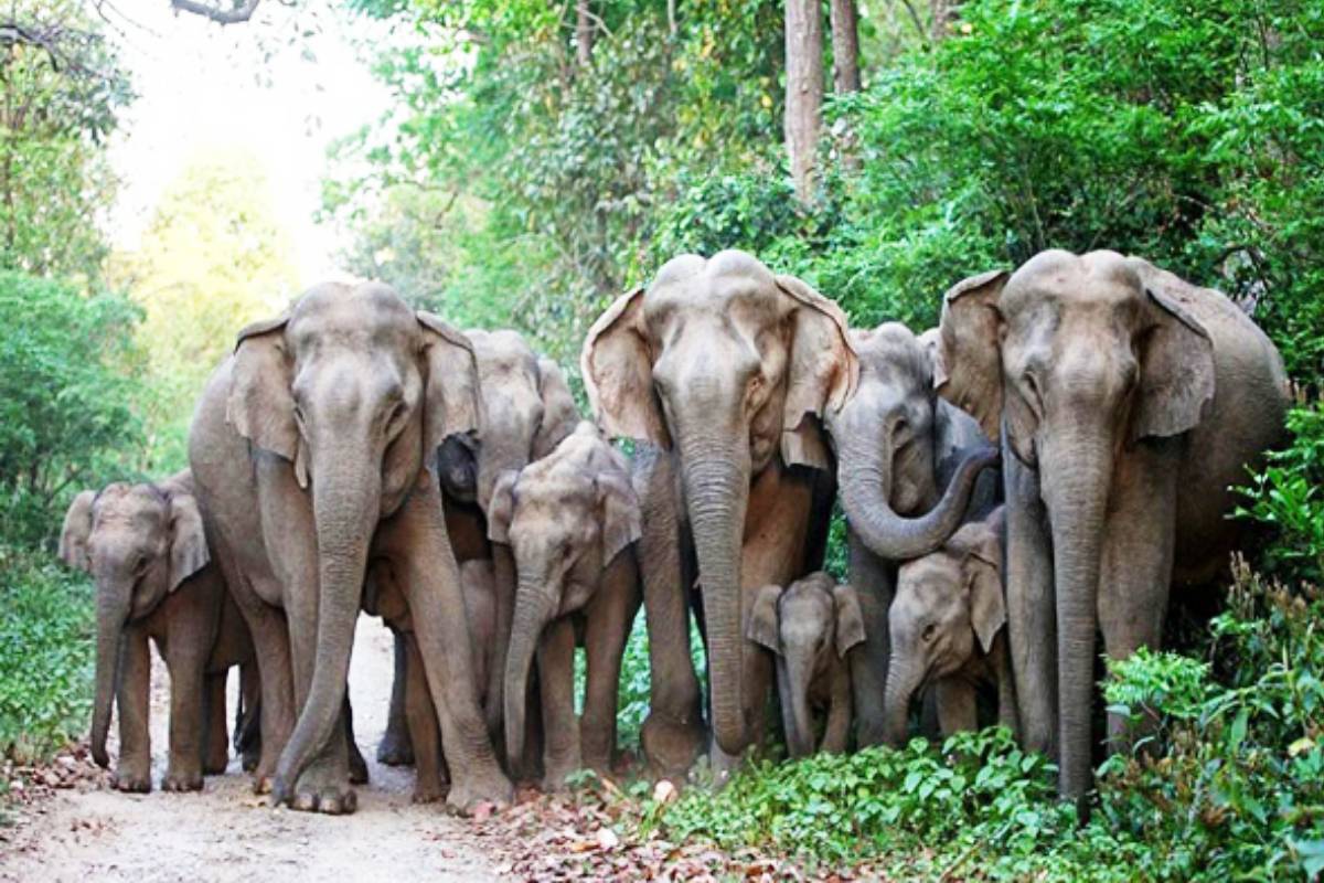 சுண்டிகுளம் பகுதியில் யானைகளால் பாதிக்கப்பட்ட குடும்பஸ்த்தர் கவலை தெரிவிப்பு | Seeks 36 Coconut Trees Destroyed By Elephants