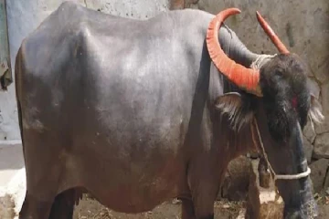 மாடு பால் கறக்கவில்லை என காவல் நிலையத்தில் முறையிட்ட விவசாயி - மிரண்டுபோன காவல்துறை