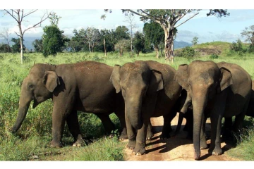 கிளிநொச்சியில் தென்னந் தோட்டத்துக்குள் புகுந்து காட்டு யானைகள் அட்டகாசம்! கவலையில் பிரதேசவாசிகள்