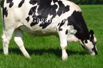 හරක්ට දෙන තණකොල වවන්න චීනයෙන් එයි..