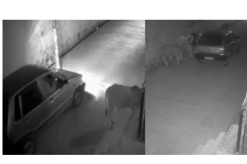 சாலையில் நின்ற மாட்டை காரில் கடத்திய மர்ம நபர்கள் - அதிர்ச்சி வீடியோ...!