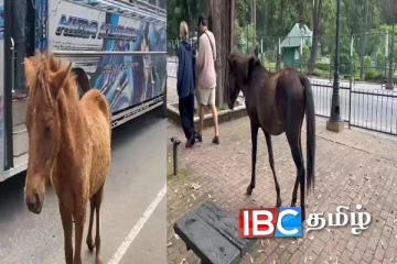 ஏலத்திற்கு வரப்போகும் வீதியில் உலாவரும் குதிரைகள்
