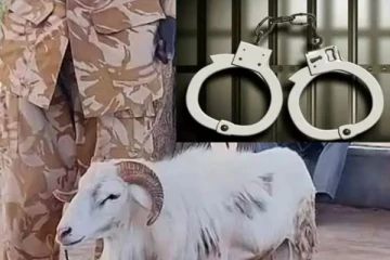 பெண்ணை தாக்கி கொன்ற செம்மறி ஆடு - விநோதமான தீர்ப்பு வழங்கிய நீதிமன்றம்!