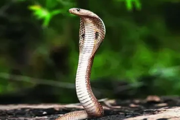 மார்பகங்களுக்குள் பாம்புகளை மறைத்துவைத்து கடத்த முயற்சித்த பெண்