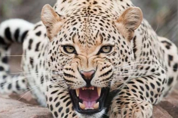 மகளை காப்பாற்ற மூங்கில் குச்சியுடன் சிறுத்தையிடம் போராடிய வீர தாய்!