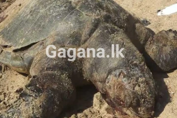 අසාමාන්‍ය ලෙස වෙරළට ගොඩ ගැසූ සිරුරු