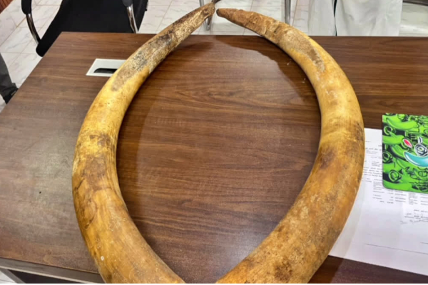 இரகசிய தகவலால் கைதான இராணுவ சிப்பாய் ; வயலில் கிடைத்த பெறுமதியான பொருள் | Army Soldier Arrested Over Secret Information