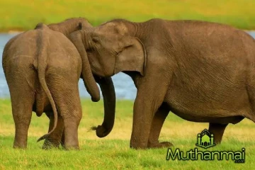 திருகோணமலையில் குட்டி யானை மீட்பு