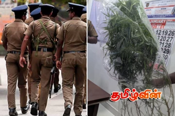 தமிழர் பகுதியில் கஞ்சா செடி வளர்த்த நபர்.. பொலிஸார் அதிரடி நடவடிக்கை
