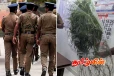 தமிழர் பகுதியில் கஞ்சா செடி வளர்த்த நபர்.. பொலிஸார் அதிரடி நடவடிக்கை