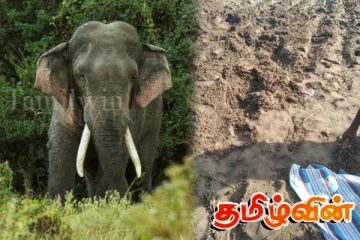 மட்டக்களப்பில் யானை தாக்குதலால் விவசாயி பலி