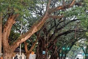 கொழும்பு மாநகர சபை எல்லைக்குள் 300 அபாயகரமான மரங்கள் அடையாளம்