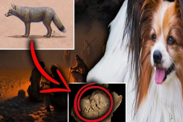 மனிதர்கள் முதன் முதலில் வளர்த்த செல்லப்பிராணி எது தெரியுமா...!