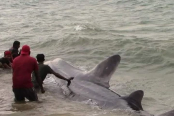 புத்தளத்தில் கரையொதுங்கியுள்ள பெரிய சுறா (Photos)