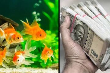 வாஸ்து:வீட்டில் மீன் வளப்பவர்கள் கவனத்திற்கு-தவறியும் இந்த நிற மீன்களை வளர்க்காதீர்கள்