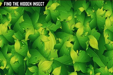 Optical illusion: படத்தில் உங்கள் கண்களுக்கு இலைகளுக்கு நடுவில் பூச்சி தெரிகிறதா?