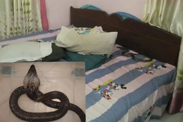 කොට්ටෙ බදාගෙන නිදාගත්තෙ..බඩට යටින් රෑ 10.30ට නාගයෙක් මතුවෙයි.(PHOTOS)