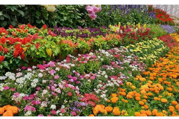 சென்னை : கலைவாணர் அரங்கில் நடைபெற்று வரும் மலர் கண்காட்சி இன்றுடன் நிறைவு! - தமிழ்நாடு