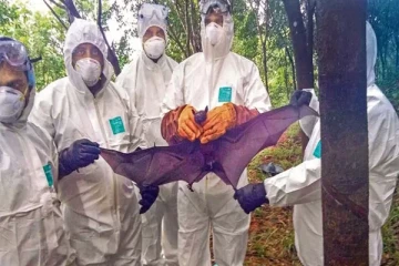 அச்சத்தில் மக்கள்! மீண்டும் பரவி வரும் நிபா வைரஸ்