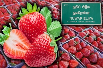 இலங்கையின் முதலாவது ஸ்ட்ரோபரி பண்ணை!