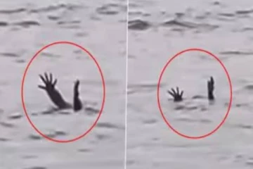 இணையவாசிகளை பெரும் ஆச்சரியத்திற்கு உள்ளாகிய முதலையின் செயல்! வைரல் காட்சி