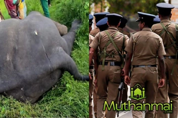 பொத்துவிலில் காட்டு யானை உயிரிழந்தமை தொடர்பில் விசாரணை